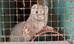 Koronawirus. Mutacja na fermach norek w Danii. Lewica chce kontroli w Polsce