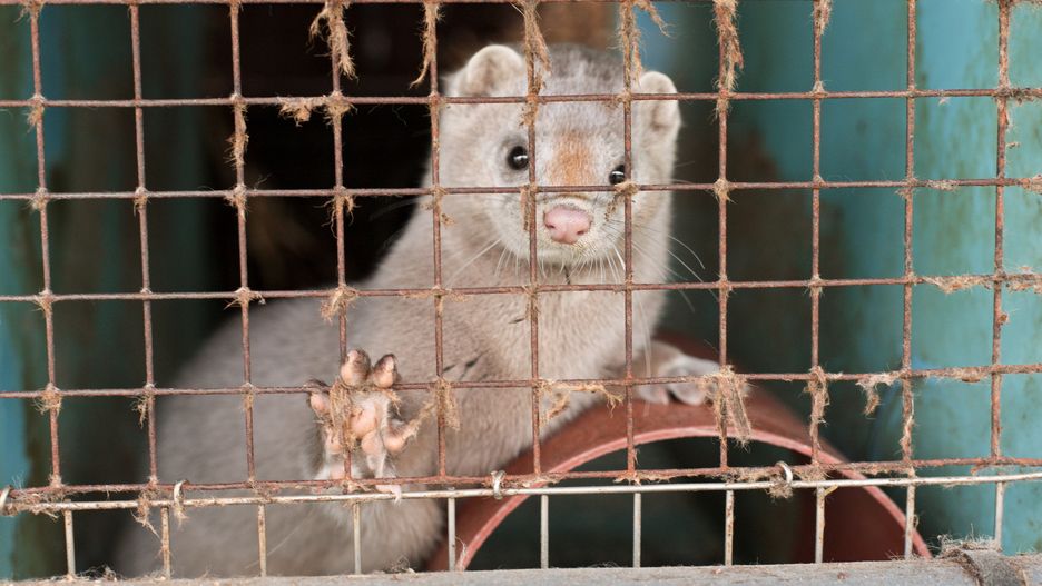 Koronawirus. Mutacja na fermach norek w Danii. Lewica chce kontroli w Polsce