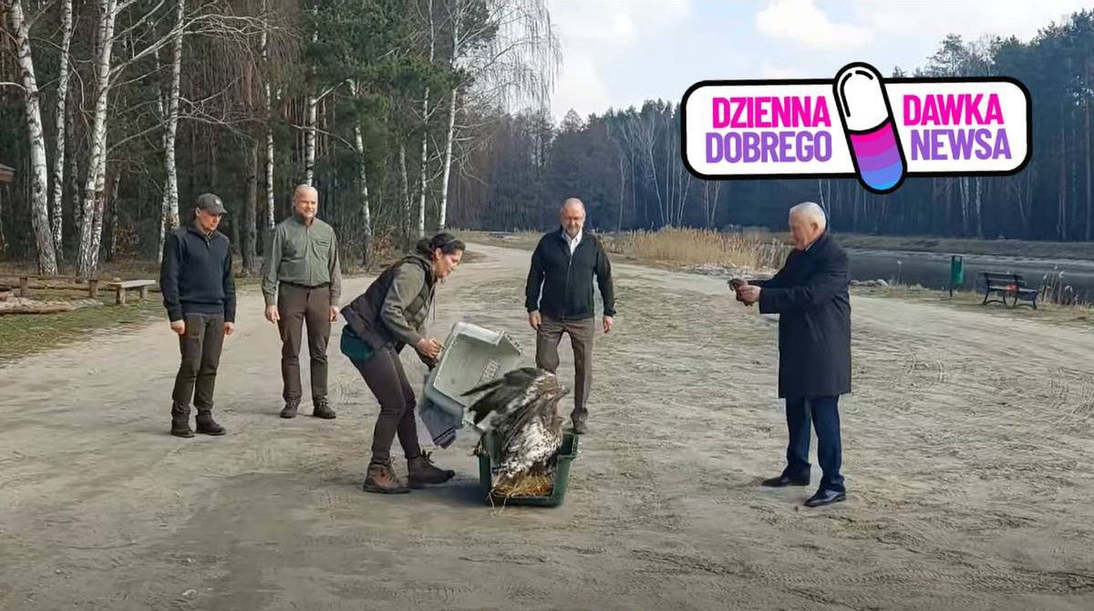 Leśnicy uratowali bielika. Wrócił na wolność