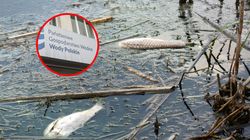 Zakaz kąpieli w śląskiej rzece. Toksyczne glony zabiły 50 kg ryb 