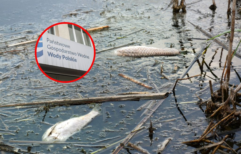 Zakaz kąpieli w śląskiej rzece. Toksyczne glony zabiły 50 kg ryb