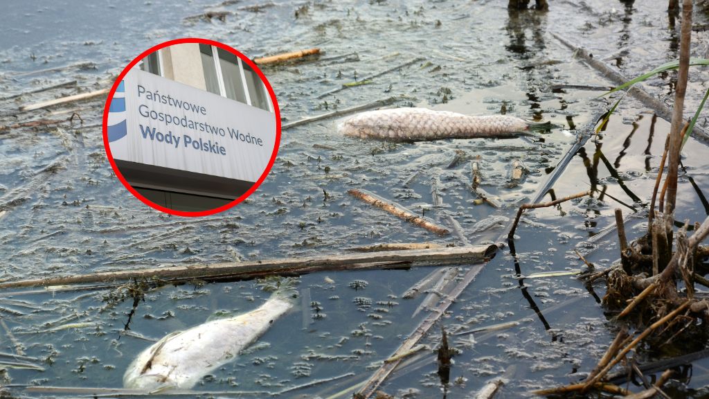 Zakaz kąpieli w śląskiej rzece. Toksyczne glony zabiły 50 kg ryb