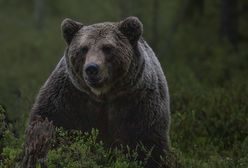 Atak niedźwiedzia w Bieszczadach. Ciężko ranny mężczyzna