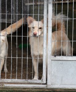 Atak w schronisku w Kielcach. Napastnicy usłyszeli zarzuty