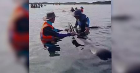 Dramat w Nowej Zelandii. 49 wielorybów utknęło na plaży