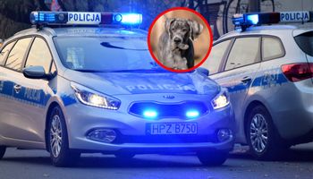 7-latka zagryziona przez psy. W jej organizmie wykryto marihuanę