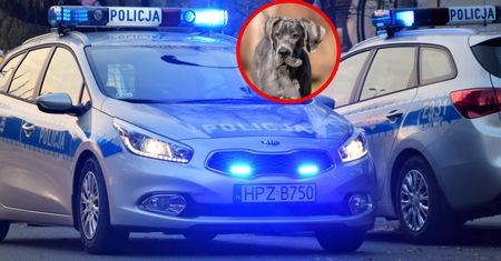 7-latka zagryziona przez psy. W jej organizmie wykryto marihuanę
