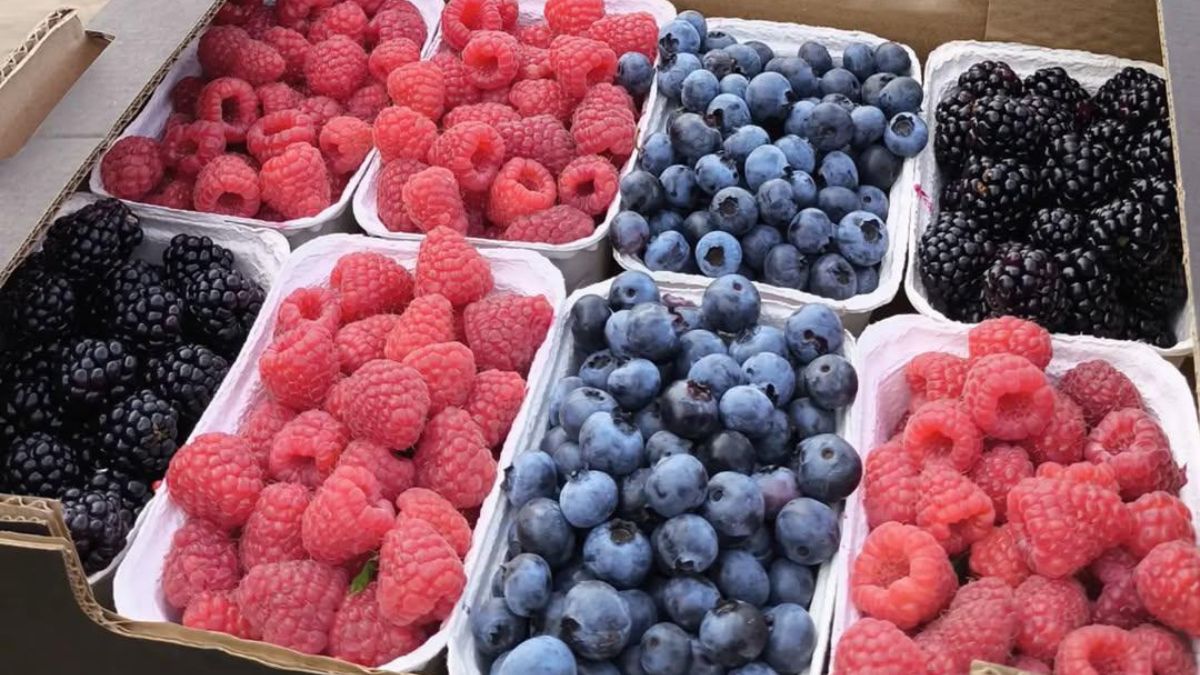 Malinogród to rodzinna plantacja z Trójmiasta