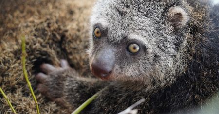 Wrocław. Wielki sukces ZOO. Urodził się w nim kuskus niedźwiedzi