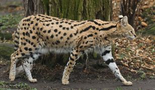 Afrykański serwal uciekł z hodowli. Trwają poszukiwania