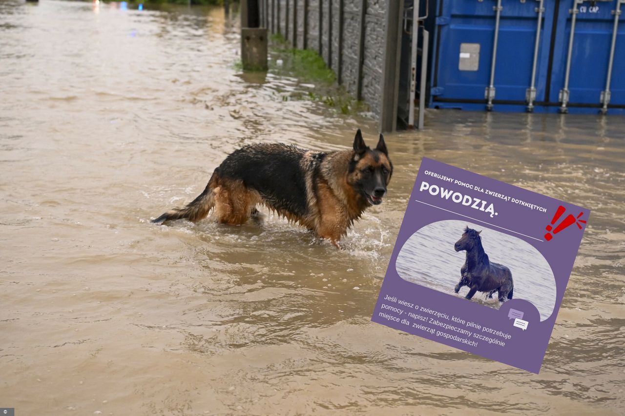 Tak można uratować przed powodzią zwierzęta. Wzruszająca akcja