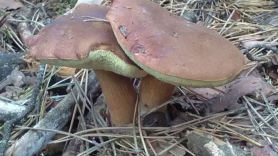 Grzyby już są w lasach/ ilustracja