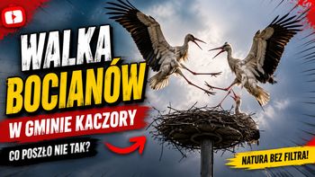 Walki bocianów białych o gniazdo w Dziembowie. Niezwykłe nagranie [WIDEO]