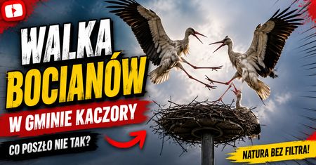 Walki bocianów białych o gniazdo w Dziembowie. Niezwykłe nagranie [WIDEO]