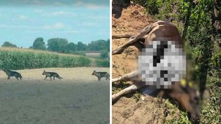 Trzy owczarki sieją postrach w powiecie gostynińskim. Atakują krowy i zagryzły cielaka!