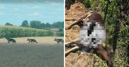 Trzy owczarki sieją postrach w powiecie gostynińskim. Atakują krowy i zagryzły cielaka!