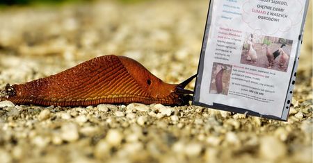 Znaleźli sposób na ślimaki. Wypożyczalnia kaczek działa na Śląsku