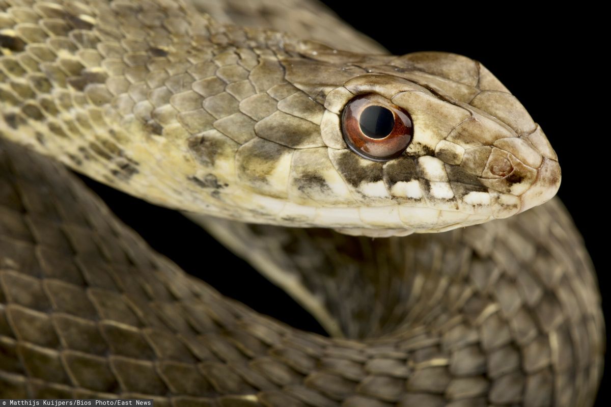 Łagodny klimat w Chorwacji sprzyja rozprzestrzenianiu się węży. Spośród piętnastu znanych gatunków węży żyjących w Chorwacji dwanaście jest niejadowitych. Zdj. ilustracyjne