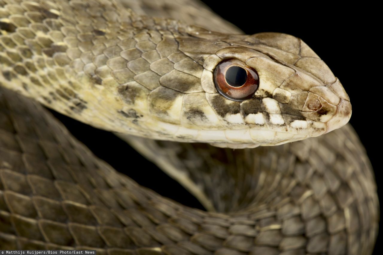 Plaga węży w Chorwacji. Są niebezpieczne i wyjątkowo duże
