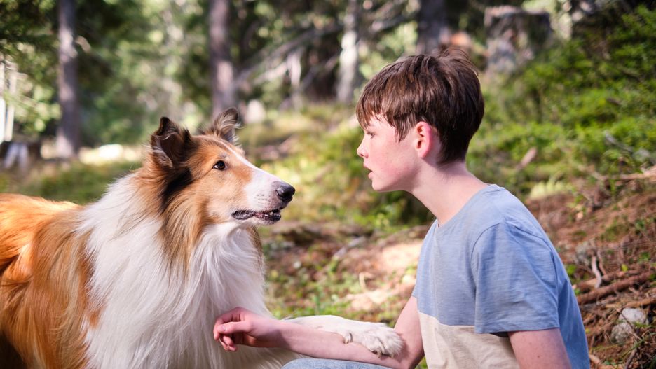 Lassie. Nowe przygody