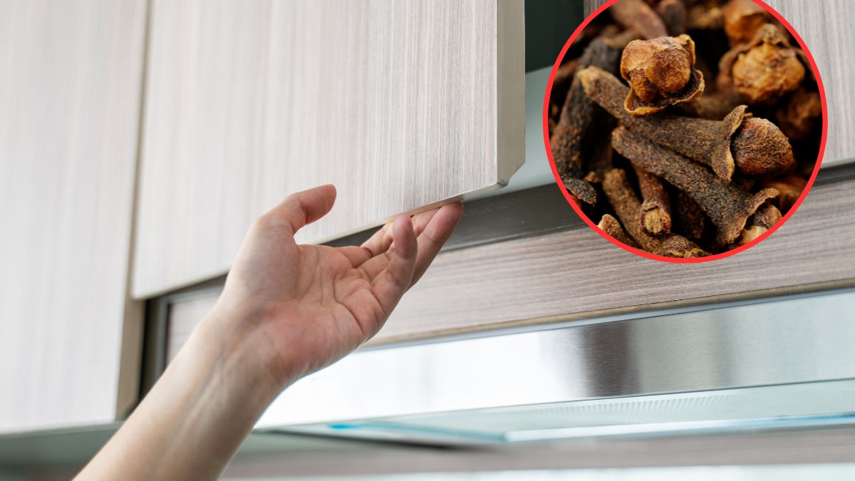 Goździki vs mole spożywcze. Zwycięzca będzie tylko jeden!