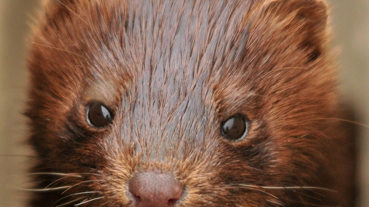 Norki zabite przez koronawirusa