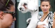 Naburmuszona Julia Wieniawa odbiera psa od fryzjera (FOTO)