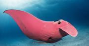 Różowa manta na zdjęciach. Może być jedyną taką na świecie