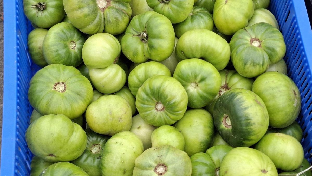 Zielone pomidory