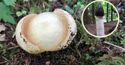 "Bezwstydny" grzyb w polskich lasach. Leśnicy pokazali zdjęcia
