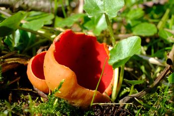 Już pojawiły się w lasach. Ludzie chwalą się swoimi zbiorami w social mediach