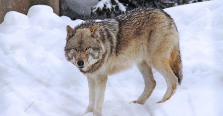 Wielkopolska. Gmina wydała ostrzeżenie przed wilkami