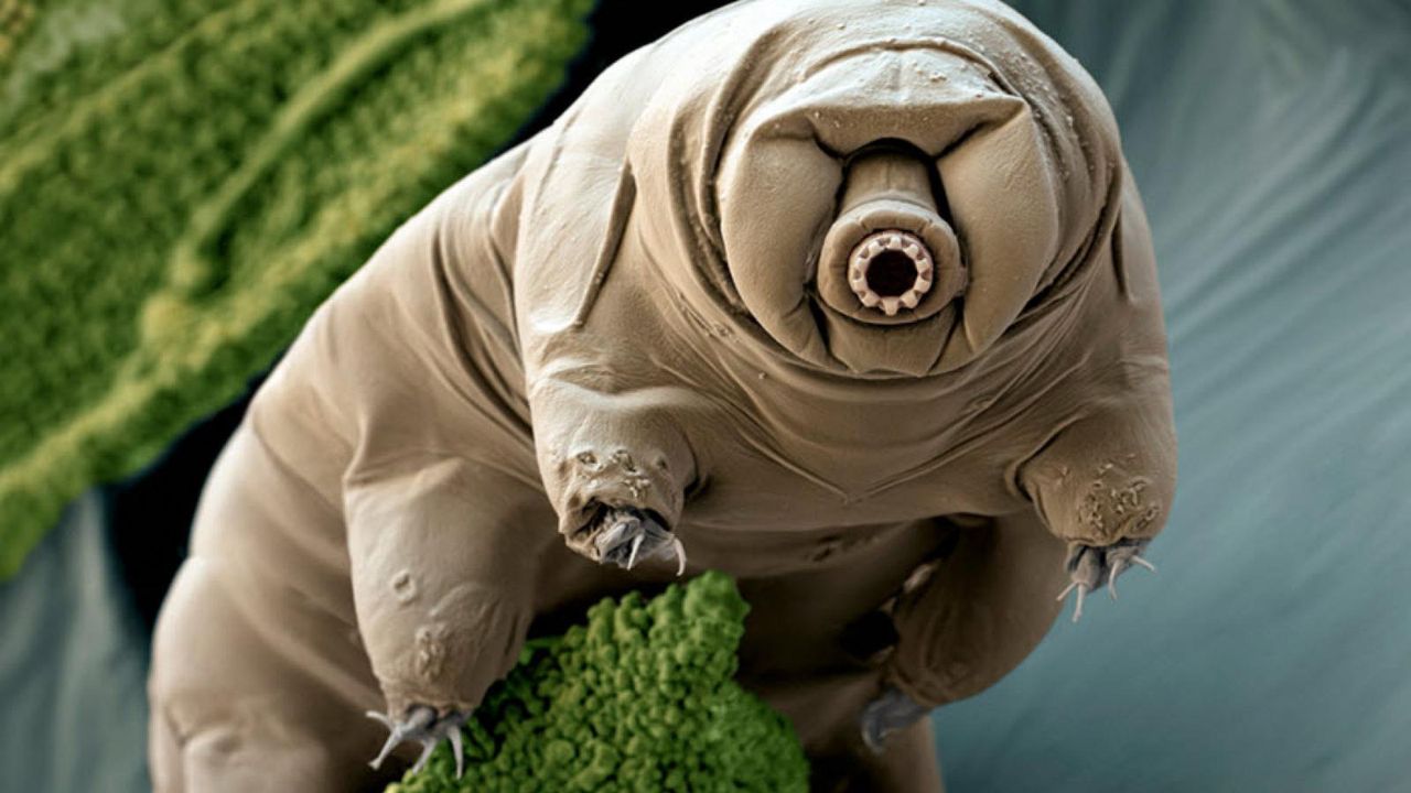 Tardigrade - an earthly organism, which can survive in outer space.