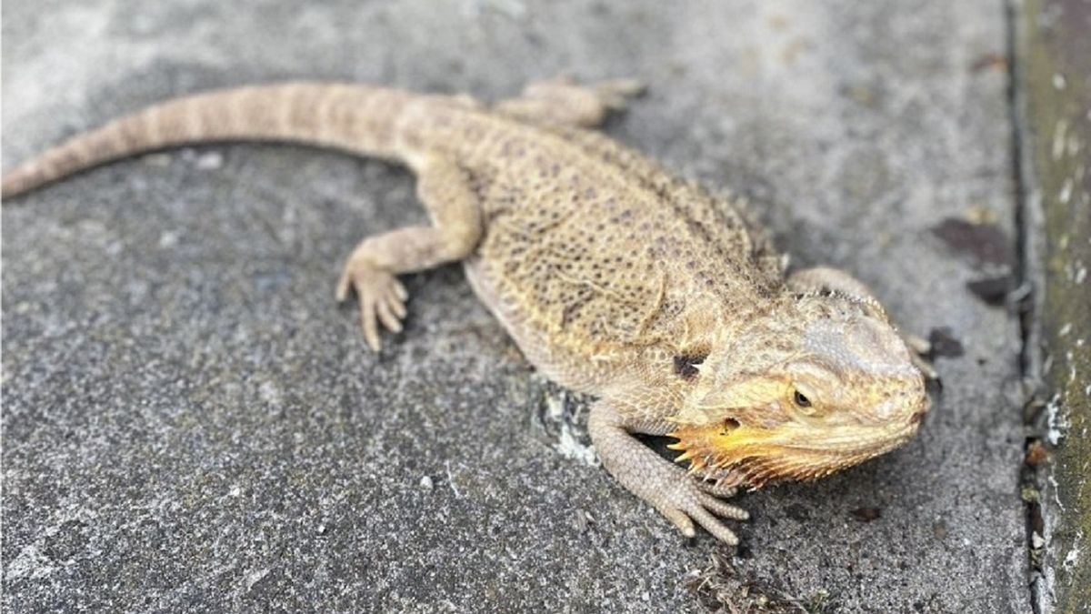 Strażacy zostali wezwani do nietypowej interwencji
