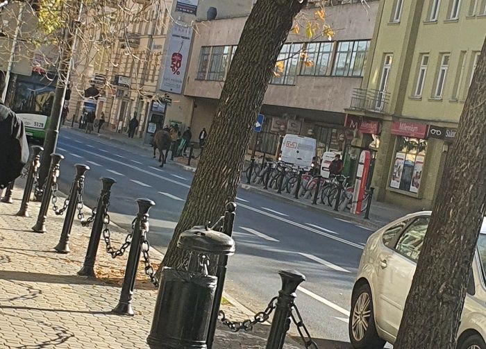 Galopujący koń po Krakowskim Przedmieściu w Lublinie