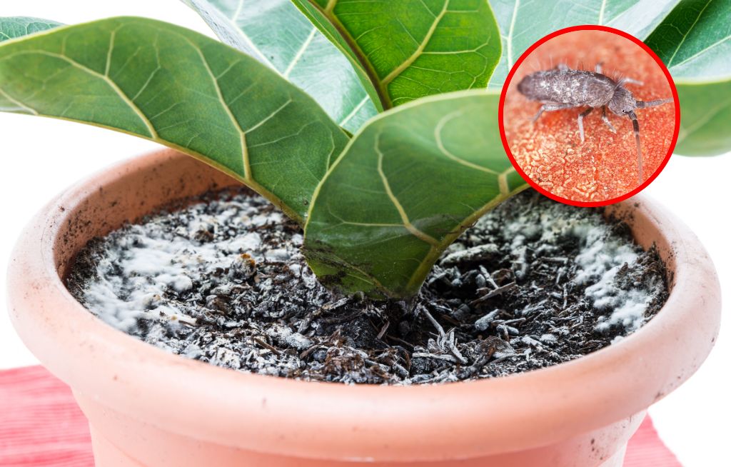 Zauważyłeś to w doniczce? Działaj szybko