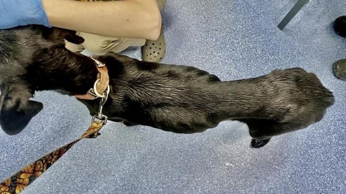 Pies konał z głodu u mistrza świata psich zaprzęgów