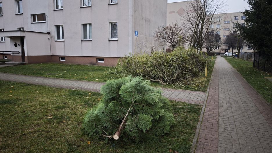 Na osiedlu Młodości w Chrzanowie trwa porządkowanie zieleni
