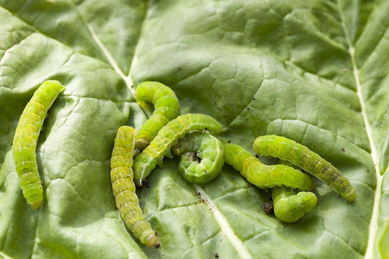 Szybko zjadają liście roślin. Tak się ich pozbędziesz