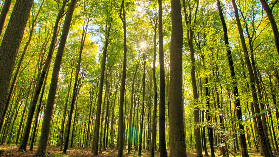 Polacy od dawna stosują słynną, japońską technię (zdjęcie ilustracyjne)