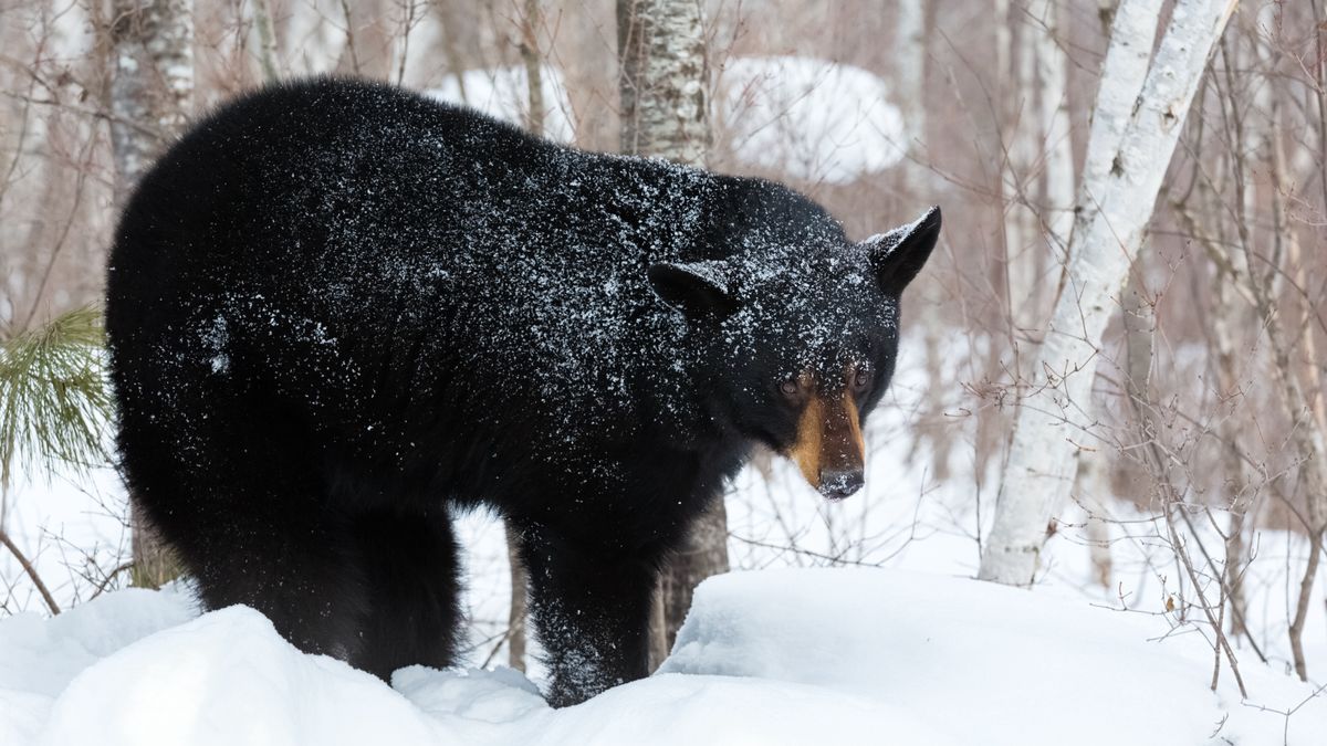 Niedźwiedź zaatakował kobietę, kiedy ta usiadła w wychodku
