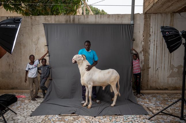 NDakarou, trzyletni baran ladoum ze stada Haram Sagna, którego hodowcą jest Pape Diop. Jest on synem Minke, który przy wzroście 120 cm był najwyższym Ladoum w Senegalu.