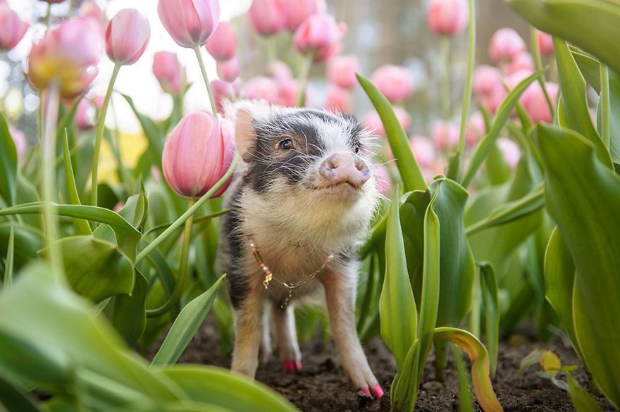 Zdjęcia świnki Fluffy od razu poprawią wam dzień 3