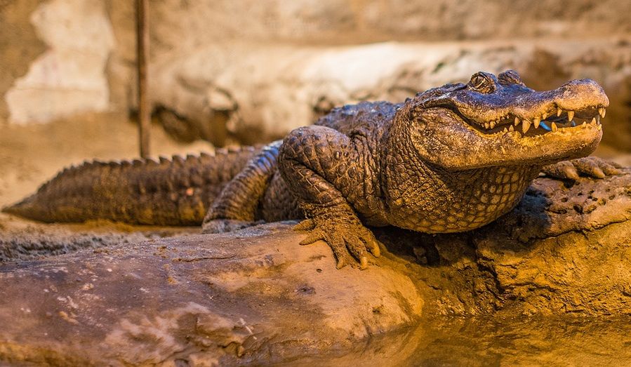 Aligator Marta – najstarsze zwierzę w europejskich ogrodach zoologicznych