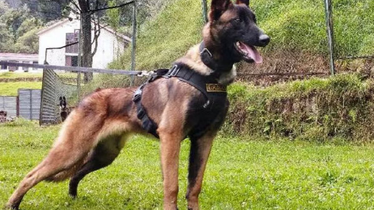 Wilson zaginął po odnalezieniu dzieci.