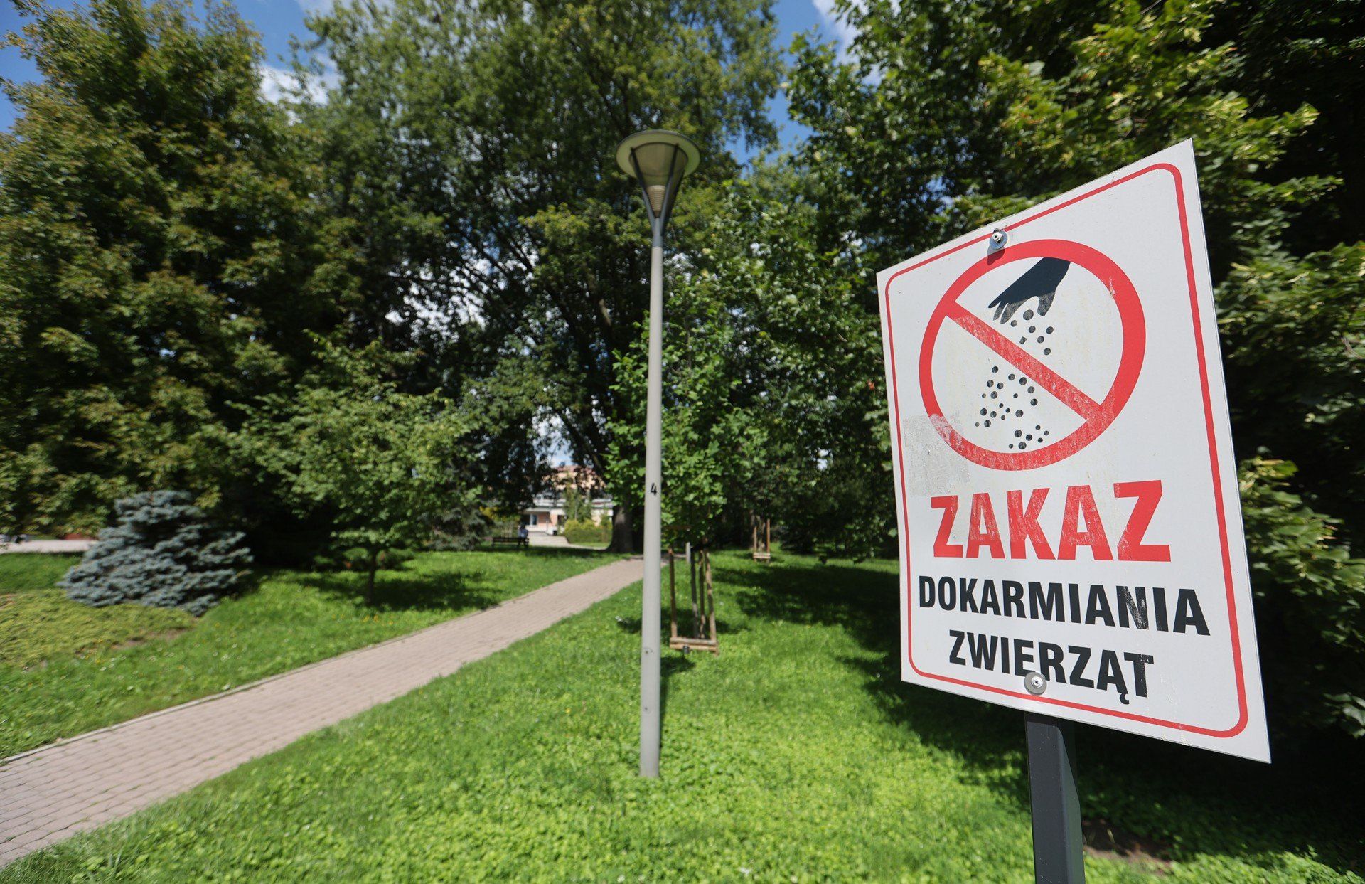Mimo zakazów dokarmiania zwierząt wiele osób wyrzuca resztki żywności do parków lub na ulicę