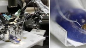 Japończycy stworzyli biorobota sterowanego mózgiem ćmy 1