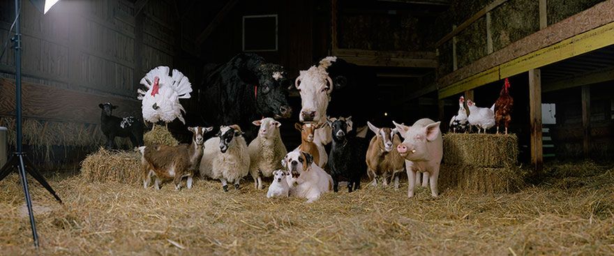 Stary MacInnis farmę miał, czyli piękne zdjęcia zwierząt hodowlanych 6