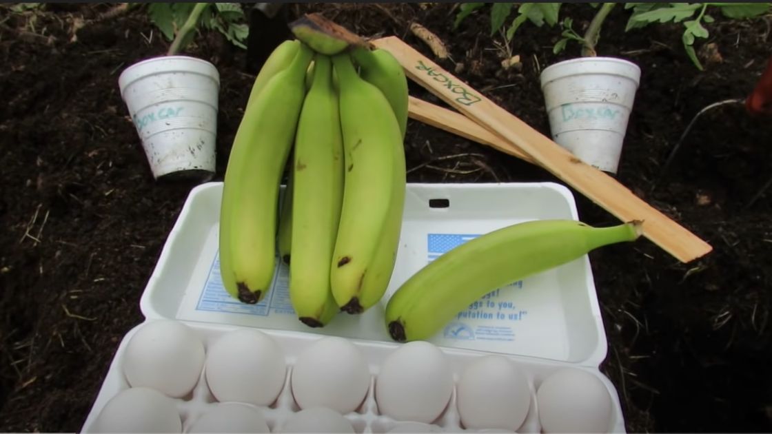 Zakopanie jajek i bananów w ogrodzie może pomóc naszym roślinom w rozwoju