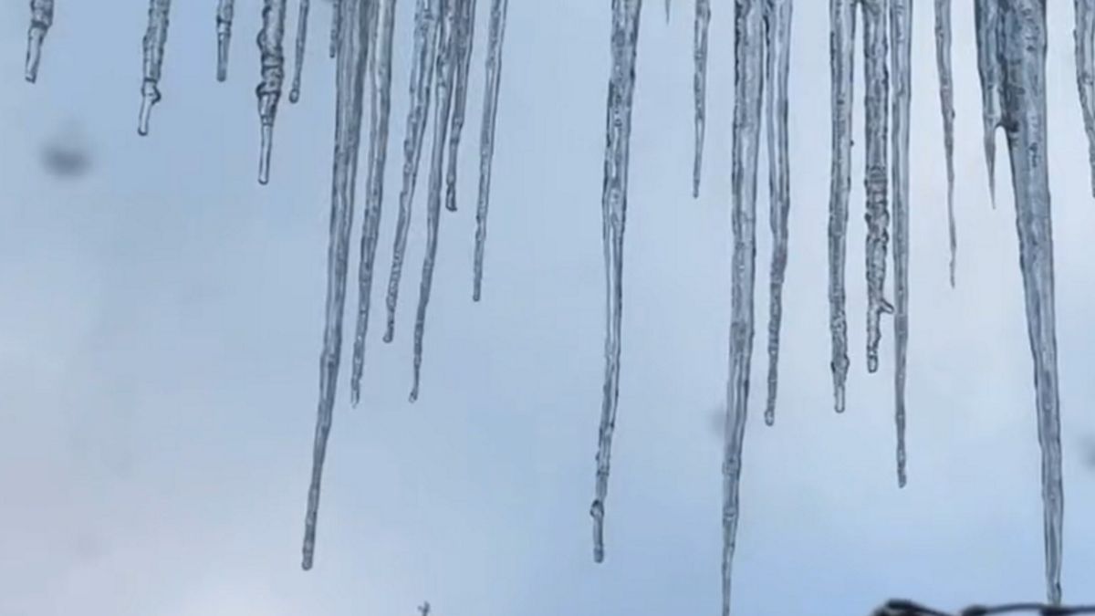 Lasy Państwowe pokazały wideo